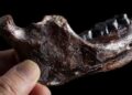 Mystery Fossil From Taiwan Identified As Denisovan – A Game-Changer for Human Evolution