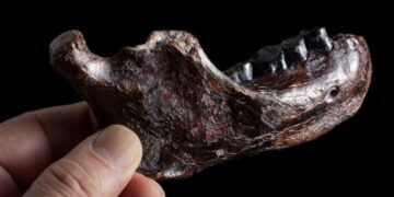 Mystery Fossil From Taiwan Identified As Denisovan – A Game-Changer for Human Evolution