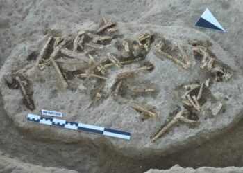 10-Million-Year-Old Secrets: Ancient Fossils Rewrite the Story of Mammal Evolution