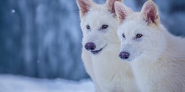 Pups with extinct dire wolf traits bred by biotech company : NPR