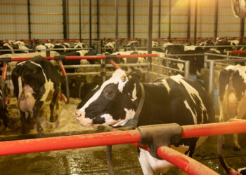 Upheaval in Washington Hinders Campaign Against Bird Flu