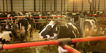 Upheaval in Washington Hinders Campaign Against Bird Flu