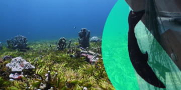 In the Saya de Malha Bank, sharks are being hunted to extinction for their fins