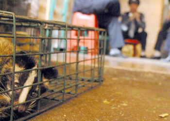 Genetic Study Retraces Covid’s Origins in Bats