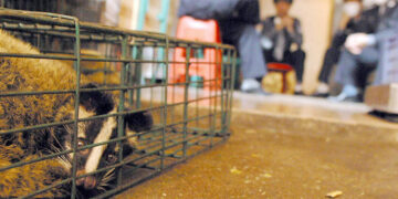 Genetic Study Retraces Covid’s Origins in Bats