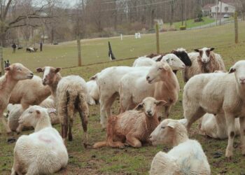 How a Sheep-Herding Cardiologist Spends His Sundays