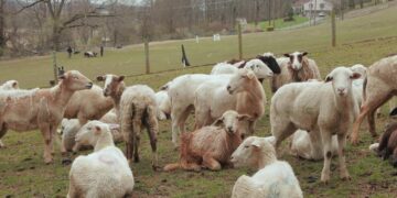 How a Sheep-Herding Cardiologist Spends His Sundays