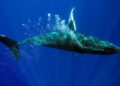 Why some whales can smell in stereo