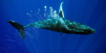 Why some whales can smell in stereo