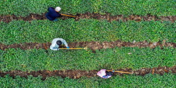 For the perfect cup of tea, start with the right bacteria