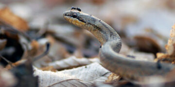 Snakes may have once faced a vicious enemy: the humble ant