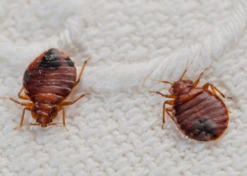 Here’s Why People Say ‘Don’t Let The Bedbugs Bite’
