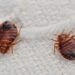 Here’s Why People Say ‘Don’t Let The Bedbugs Bite’