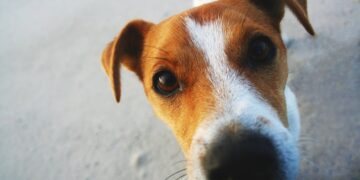 Here’s Why Dogs Sniff Your Crotch When You’re On Your Period