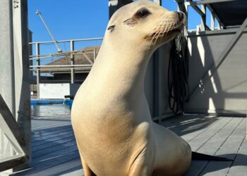 Ronan The Head-Bopping Sea Lion Proves Animals Can Keep A Beat