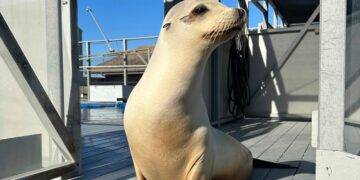 Ronan The Head-Bopping Sea Lion Proves Animals Can Keep A Beat