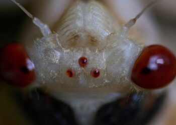 Cicada Season Is Here! | HuffPost Impact