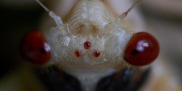 Cicada Season Is Here! | HuffPost Impact