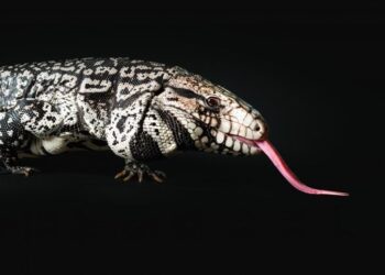 AI Cracks 20-Year Fossil Mystery, Reveals Giant Lizard Once Roamed Ancient America