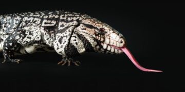 AI Cracks 20-Year Fossil Mystery, Reveals Giant Lizard Once Roamed Ancient America