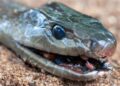Human “Super Immunity” – Man Bitten by Snakes Over 100 Times Helps Create Revolutionary Antivenom