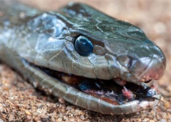 Human “Super Immunity” – Man Bitten by Snakes Over 100 Times Helps Create Revolutionary Antivenom