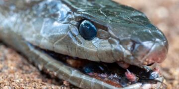 Human “Super Immunity” – Man Bitten by Snakes Over 100 Times Helps Create Revolutionary Antivenom