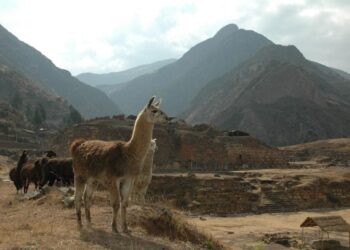 This Ancient South American Society Used Psychedelics To Secure Their Power