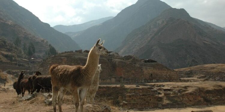 This Ancient South American Society Used Psychedelics To Secure Their Power