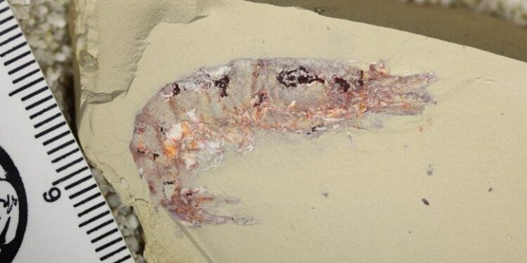 Why Do Some Ancient Creatures Leave Fossils While Others Disappear?