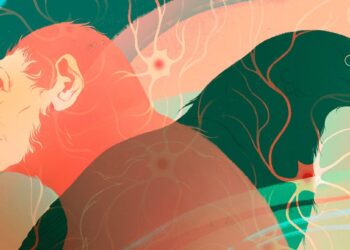 Intelligence on Earth Evolved Independently at Least Twice