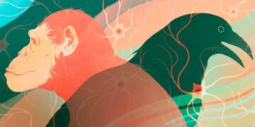 Intelligence on Earth Evolved Independently at Least Twice