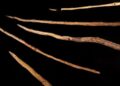 World-Famous Schöningen Spears Are 100,000 Years Younger Than Scientists Thought