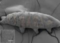 Scientists Have Used Nanotechnology To “Tattoo” Tardigrades
