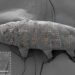 Scientists Have Used Nanotechnology To “Tattoo” Tardigrades