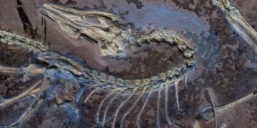 Extraordinary Fossil Find Proves Dinosaurs Took Flight