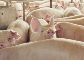 US targets Britain’s pork, poultry and seafood markets