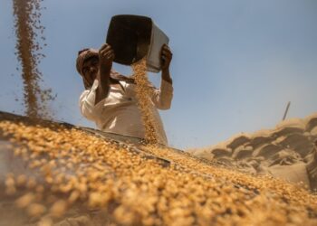 India offers US ‘deep’ tariff cuts, but shields grain and dairy markets