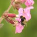 Scientists embark on crucial study to save Britain’s bees | Science, Climate & Tech News