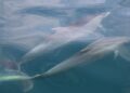 What do dolphins get up to beneath the waves? Their poo has the answers | Science, Climate & Tech News