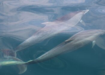 What do dolphins get up to beneath the waves? Their poo has the answers | Science, Climate & Tech News