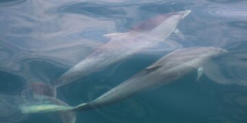 What do dolphins get up to beneath the waves? Their poo has the answers | Science, Climate & Tech News