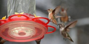 Backyard feeders changed the shape of hummingbird beaks, scientists say : NPR
