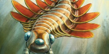 Paleontologists discover a 500-million-year-old, 3-eyed predator : NPR