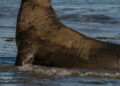 Racing to Save California’s Elephant Seals From Bird Flu