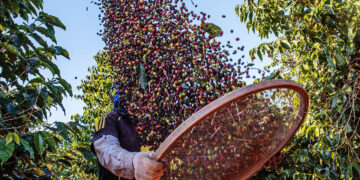 Can scientists save your morning cup of coffee?