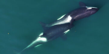 Killer whales appear to craft their own tools