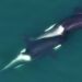 Killer whales appear to craft their own tools
