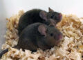 Scientists have created healthy, fertile mice with two fathers