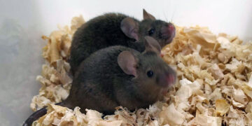 Scientists have created healthy, fertile mice with two fathers